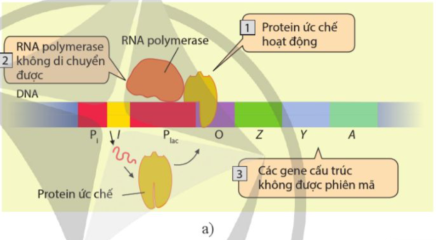 BÀI 3. ĐIỀU HÒA BIỂU HIỆN GENE