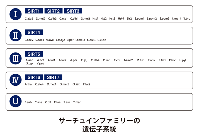 サーチュインファミリーの遺伝子系統