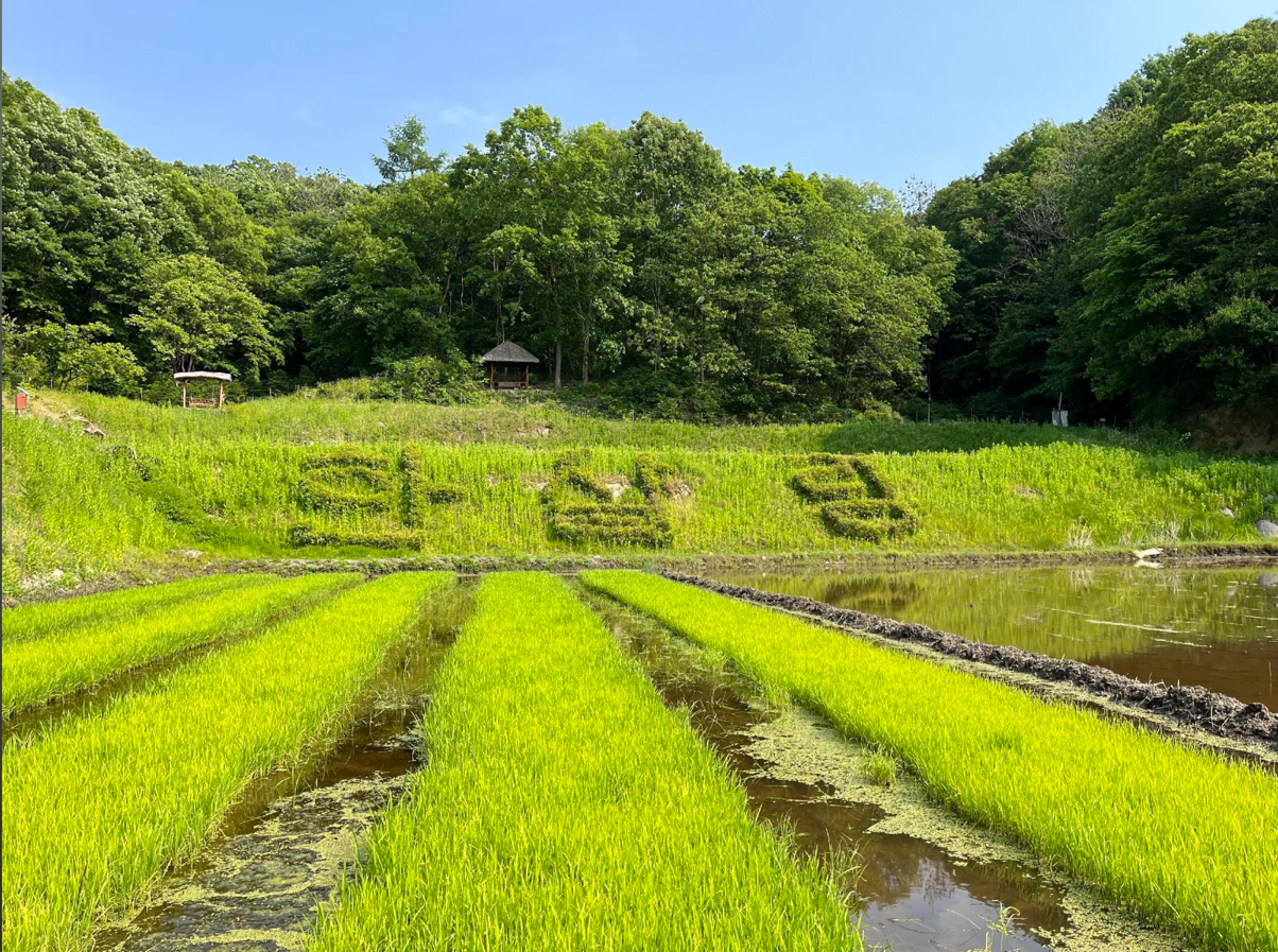 A field of grass with a pond in the background  Description automatically generated