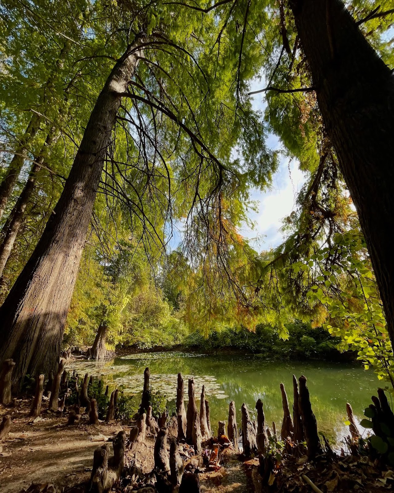  Tashkent Botanical Garden 