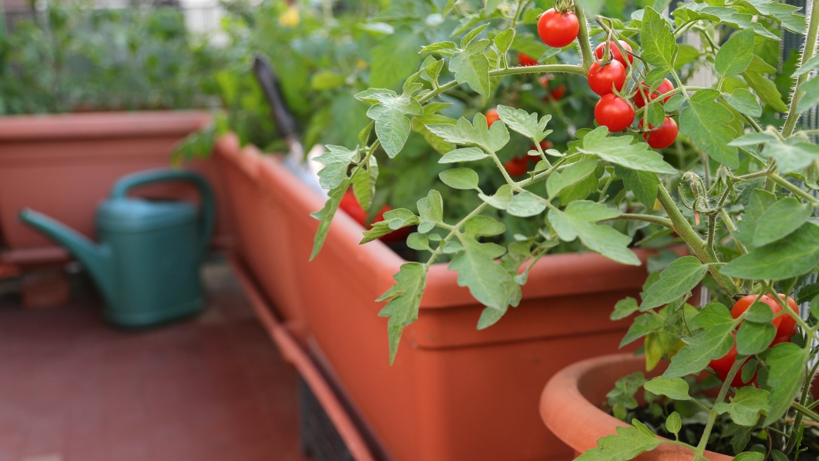 Solanum lycopersicum with small red fruits and bushy green vines growing in an orange plastic container