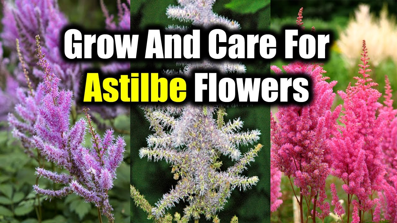 Maintenance and Care Astilbe