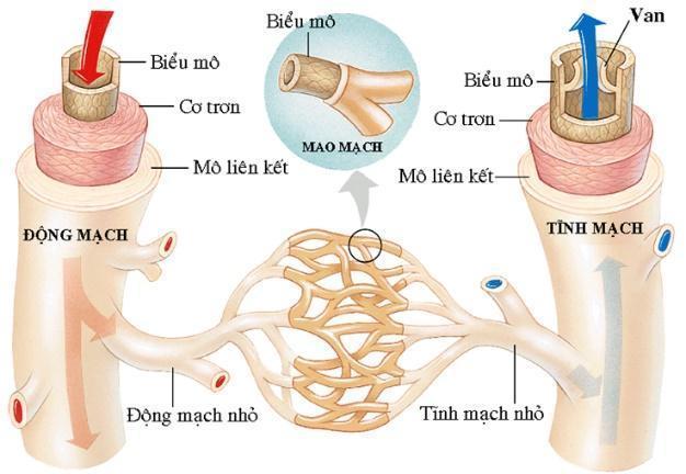 BÀI 8. TUẦN HOÀN Ở ĐỘNG VẬTChào mừng các em đến với bài học ngày hôm nay!Thông qua video này, các em sẽ nắm được các kiến thức và kĩ năng như sau:Trình bày được khái quát hệ tuần hoàn trong cơ thể động vật. Nêu được một số dạng hệ tuần hoàn và dựa vào hình ảnh, sơ đồ phân biệt được các dạng hệ tuần hoàn ở động vật.Trình bày được cấu tạo, hoạt động của tim, sự phù hợp giữa cấu tạo và chức năng của tim. Giải thích được khả năng tự phát nhịp gây nên tính tự động của tim.Dựa vào hình ảnh, sơ đồ mô tả được cấu tạo và hoạt động của hệ mạch. Mô tả được quá trình vận chuyển máu trong hệ mạch.Nêu được hoạt động của tim mạch được điều hòa bằng cơ chế thần kinh và thể dịch.Trình bày được vai trò của thể dục, thể thao đối với hệ tuần hoàn.Kể được các bệnh thường gặp ở hệ tuần hoàn. Trình bày được một số biện pháp phòng chống các bệnh tim mạch.Phân tích được tác hại của việc làm dụng rượu, bia đối với sức khỏe con người, đặc biệt là hệ tim mạch. Đánh giá được ý nghĩa của việc xử phạt người sử dụng rượu, bia khi tham gia giao thông.Thực hành: Đo được huyết áp ở người và nhận biết được trạng thái sức khỏe từ kết quả đo. Xác định nhịp tim người ở các trạng thái hoạt động khác nhau và giải thích kết quả.Thực hành: Mổ được tim ếch và tìm hiểu tính tự động của tim; tìm hiểu được vai trò của dây thần kinh giao cảm, đối giao cảm đến hoạt động của tim; tìm hiểu được tác động của adrenaline đến hoạt động của tim ếch.HOẠT ĐỘNG KHỞI ĐỘNGTheo các em, hậu quả gì sẽ xảy ra đối với cơ thể nếu nạch máu bị hẹp hoặc tắc do xơ vữa?HOẠT ĐỘNG HÌNH THÀNH KIẾN THỨC