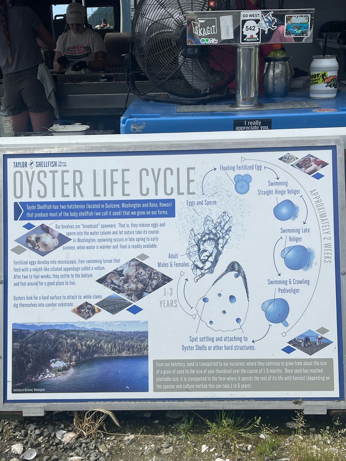 Educational poster detailing the oyster life cycle from hatchery to harvest at Taylor Shellfish Farms, showing how oysters grow before being delivered as fresh seafood to Boise.