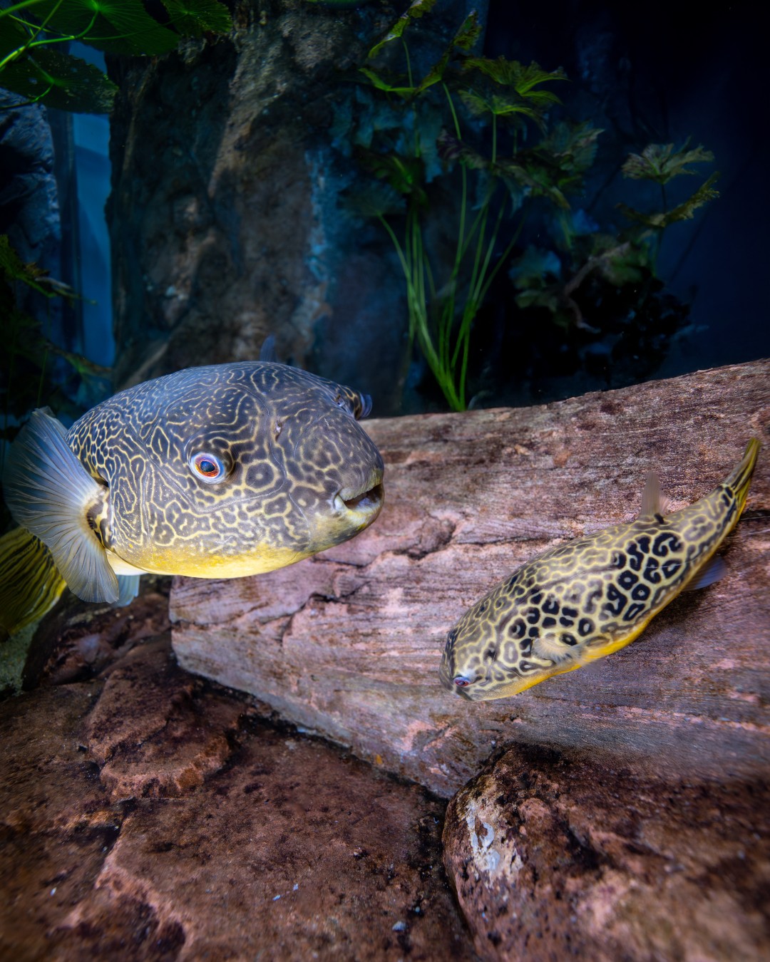 Georgia Aquarium