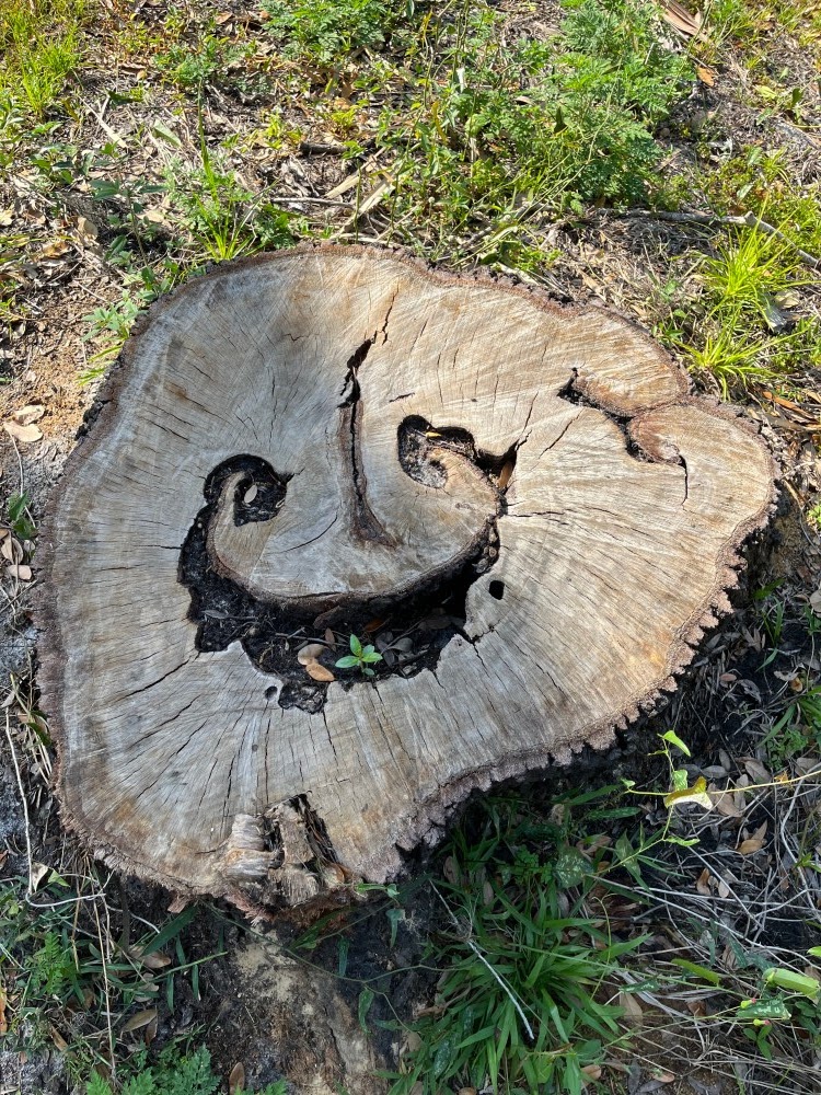 a tree stump with a natural opening in the middle resembling a smiling face reminding you to be gentle with yourself