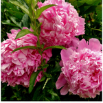 10 flowers name in arabic

