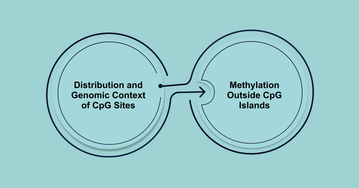 CpG Sites and Methylation Dynamics