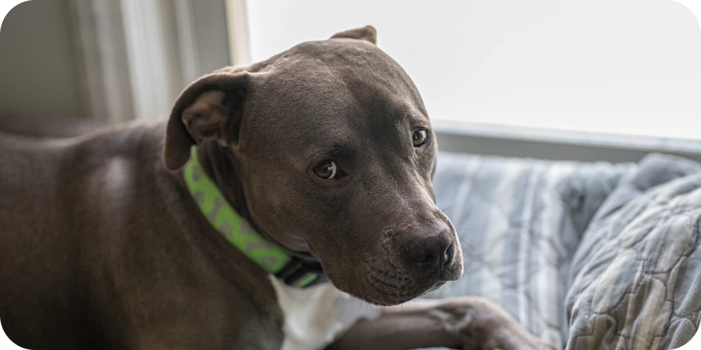 dog looking sad