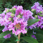 Common Crape Myrtle