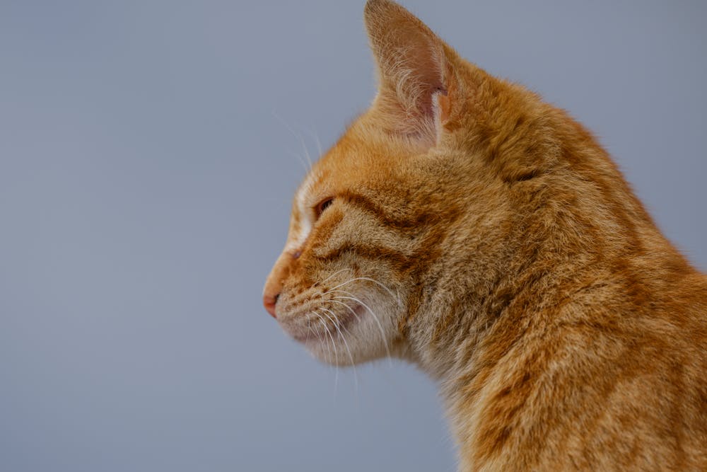Close-up Portrait of a Ginger Cat Outdoors
