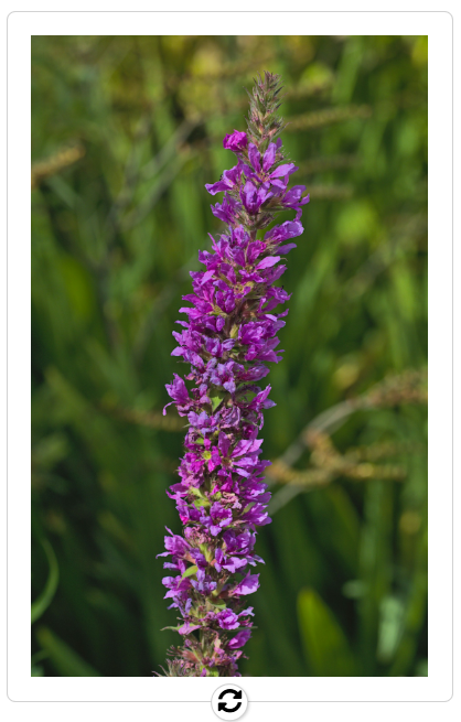 Front of flip card shows purple flower on long stem