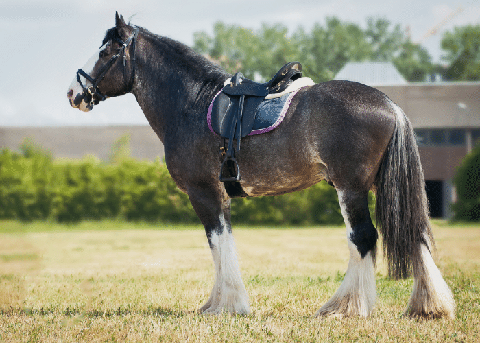 How to Fit a Saddle to a Horse