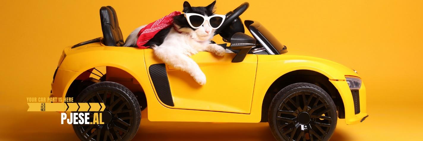 A cat in a car

Description automatically generated