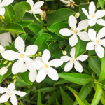 flowers names in hindi