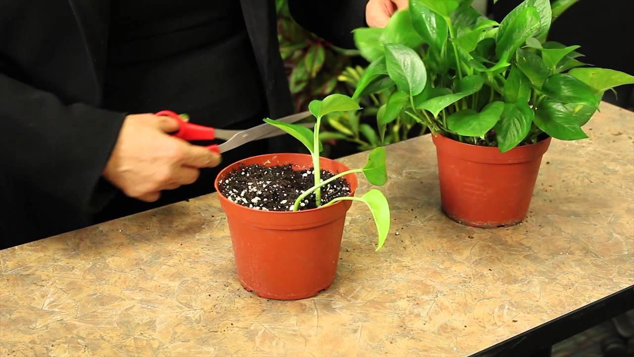 Propagation in Soil