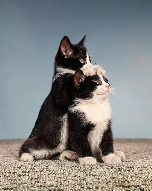 A cat hugging another cat

Description automatically generated