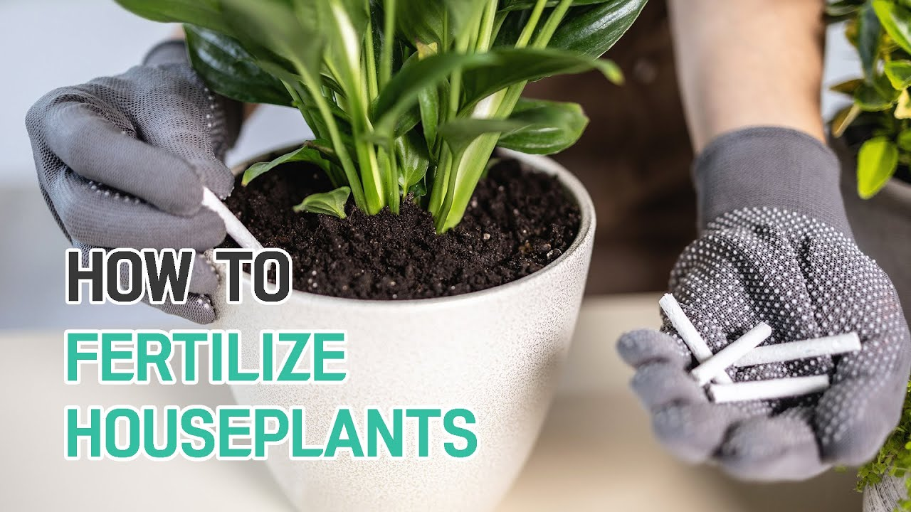 Tips to Fertilize Indoor Plants