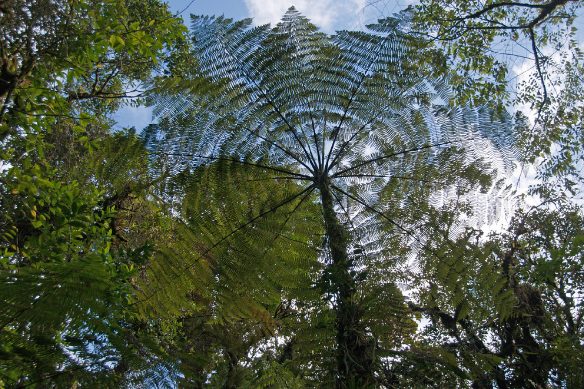 A beautiful view of the tree from ground and there were so many trees around in Cartago