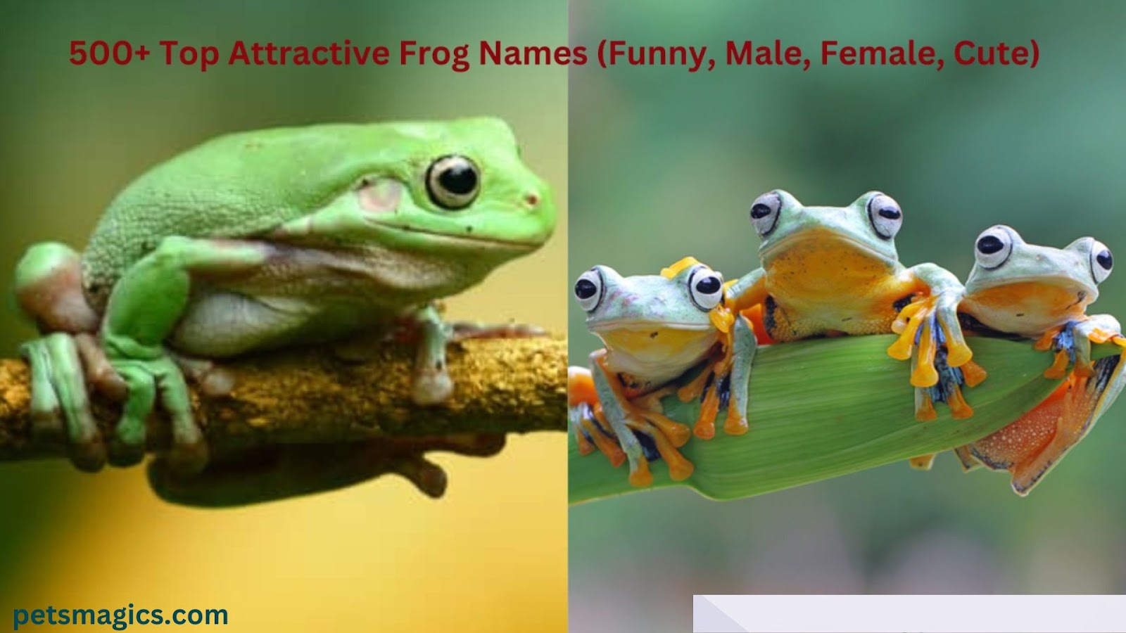 frog names