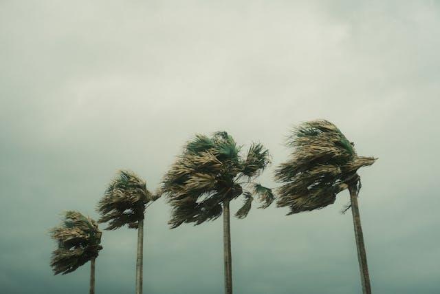 Three palm trees bending because of the wind