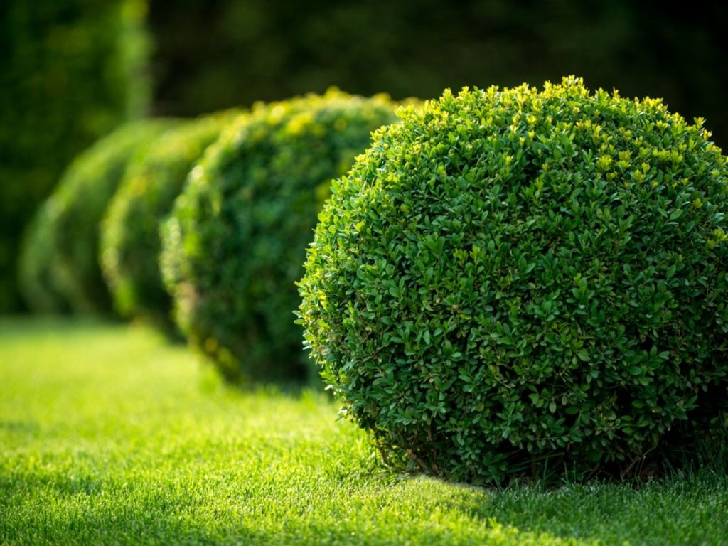 Boxwoods (Fast-Growing Varieties):