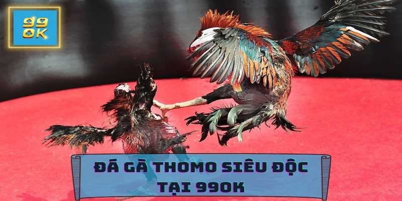 Tham gia đá gà Thomo siêu kịch tính tại đây