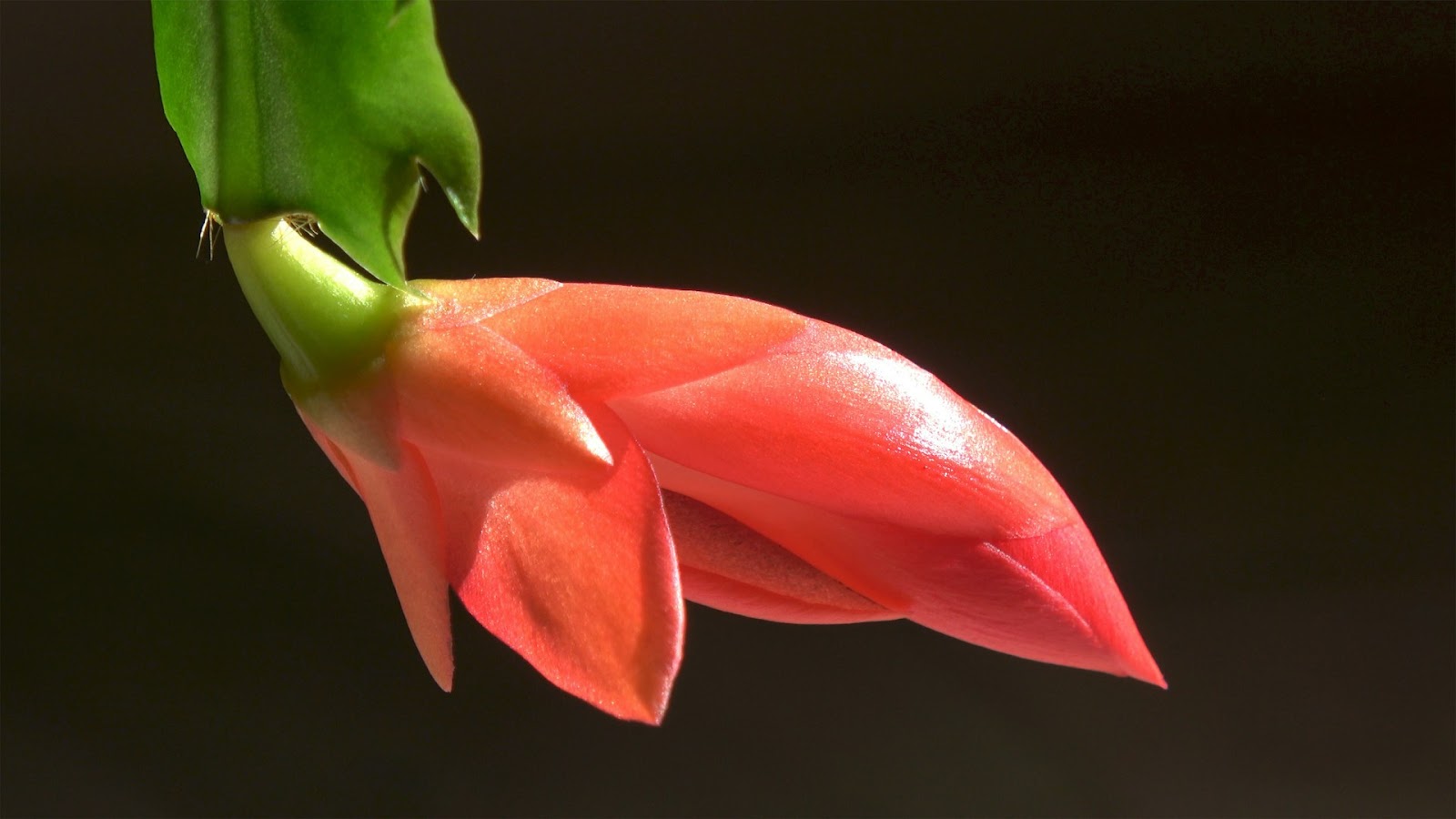 Caring for Christmas Cactus