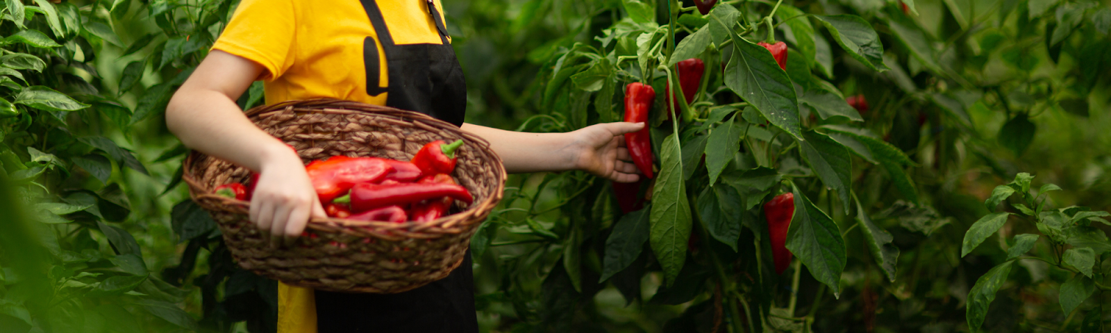 Iniziative di agricoltura urbana promosse dalle politiche alimentari comunali