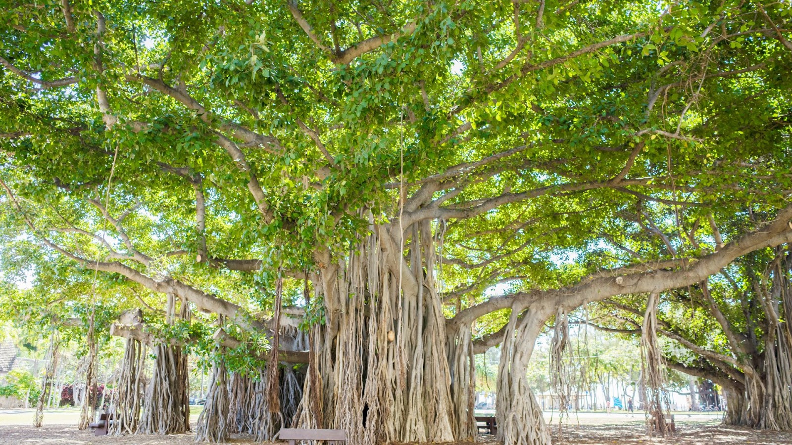 Banyan (Ficus benghalensis)