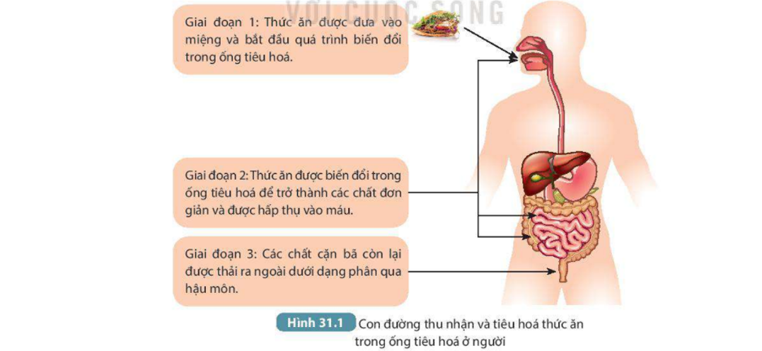 BÀI 31. TRAO ĐỔI NƯỚC VÀ CHẤT DINH DƯỠNG Ở ĐỘNG VẬT  MỞ ĐẦUCâu hỏi: Có bao giờ em tự hỏi chiếc bánh mì thơm ngon, hấp dẫn sẽ biến đổi như thế nào sau khi em ăn nó?Đáp án chuẩn:Sẽ được biến đổi thành các chất đơn giản để cơ thể có thể hấp thu được.I. CON ĐƯỜNG THU NHẬN VÀ TIÊU HÓA THỨC ĂN TRONG ỐNG Ở ĐỘNG VẬTCâu hỏi: Quan sát hình 31.2 hãy mô tả con đường thu nhận và tiêu hóa thức ăn trong ống tiêu hóa ở ngườiĐáp án chuẩn:Từ miệng, thức ăn → ống tiêu hoá → biến đổi thành các chất dinh dưỡng để cơ thể hấp thụ vào máu và cung cấp cho các cơ quan. Các chất thải ra khỏi cơ thể dưới dạng phân.II. NHU CẦU SỬ DỤNG NƯỚC VÀ CON ĐƯỜNG TRAO ĐỔI NƯỚC Ở ĐỘNG VẬTCâu 1: Em có thể bổ sung nước cho cơ thể bằng cách?Đáp án chuẩn:Bằng thức ăn và nước uống.Câu 2: Quan sát hình 31.2 và 31.4 cho biết nước đào thải ra khỏi cơ thể như thế nào?Đáp án chuẩn:Nước đào thải qua nước tiểu và mồ hôi. Ống dẫn nước tiểu đưa xuống bàng quang và thải ra ngoài qua ống đái.Câu 3: Theo khuyến nghị năm 2012 của viện dinh dưỡng quốc gia, trẻ em ở tuổi vị thành niên cần 40 ml nước/1 kg thể trọng mỗi ngày. Dựa vào khiến nghị này hãy tính lượng nước cần uống của bản thân để đảm bảo nhu cầu nước cho cơ thể.Đáp án chuẩn:Cơ thể em nặng khoảng 45 kg thì mỗi ngày em cần uống:  1680 mlIII. Sự vận chuyển các chất ở động vậtCâu hỏi: Đọc thông tin mục III kết hợp quan sát hình 31.5 mô tả con đường vận chuyển các chất ở động vật và ngườiĐáp án chuẩn:- Vòng tuần hoàn nhỏ đưa máu đỏ thẫm nghèo O2 từ tim → phổi → máu nhận O2 và thải CO2 → máu đỏ tươi → tim.- Vòng tuần hoàn lớn đưa máu đỏ tươi giàu O2 và các chất dinh dưỡng → các tế bào, mô, cơ quan, rồi nhận \chất bài tiết và CO2 → máu đỏ thẫm → tim.IV. Vận dụng hiểu biết về trao đổi chất và chuyển hóa năng lượng ở động vật vào thực tiễn1. Những nguy cơ khi thiếu hoặc thừa dinh dưỡngCâu 1: Giải thích vì sao chúng ta nên ăn đa dạng các loại thức ăn mà không nên chỉ ăn một loại thức ăn dù loại thức ăn đó rất bổ dưỡngĐáp án chuẩn:Vì mỗi loại thức ăn chỉ chứa một số loại chất dinh dưỡng nhất định, nếu chỉ ăn một loại thức ăn thì cơ thể sẽ có nguy cơ thiếu hụt chất dinh dưỡng.Câu 2: Xây dưng thực đơn cho mỗi bữa ăn trong một ngày để đảm bảo chế độ ăn cân đối và đầy đủ chất dinh dưỡngĐáp án chuẩn:- Bữa sáng: bánh mì + trứng + sữa- Bữa trưa: 1 bát cơm + rau + tôm- Bữa tối: 1 bát cơm + rau + thịt2. Vệ sinh ăn uống