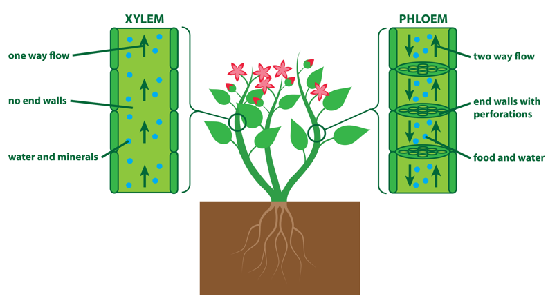 CBSE Class 7 Biology Notes Transport of Substances in Plants