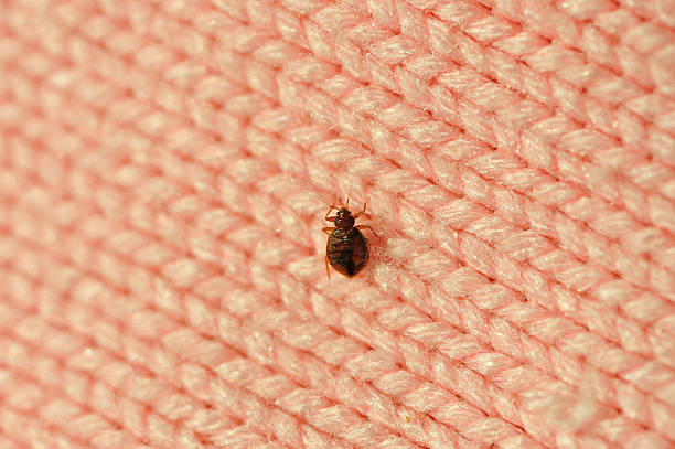 Stop bed bug reinfestation with Green Machine Pest Control’s expert treatments and free inspections.