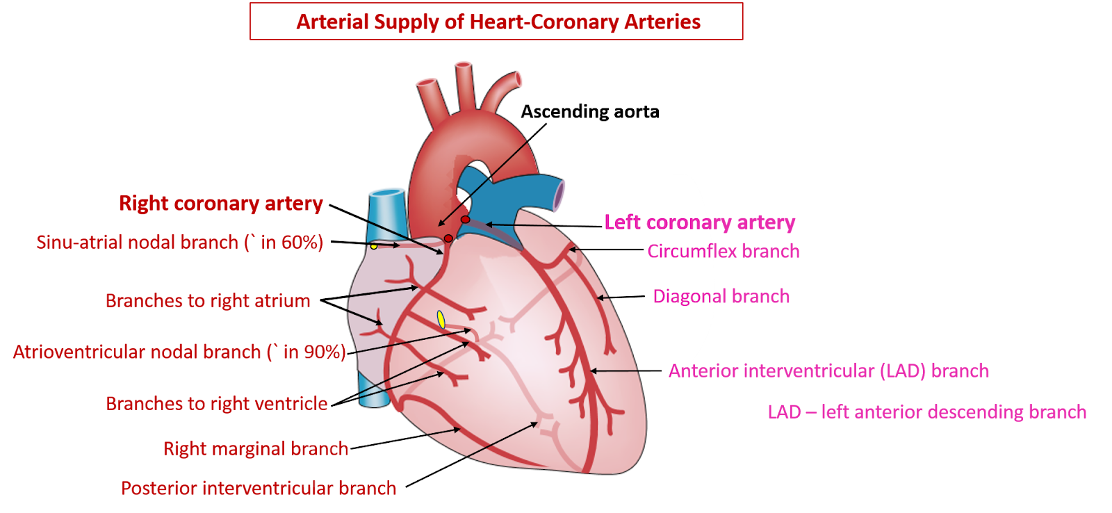 arterial supply of heart - coronary arteries