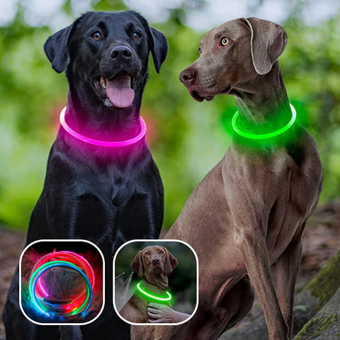 collier-lumineux-chien-illuminant