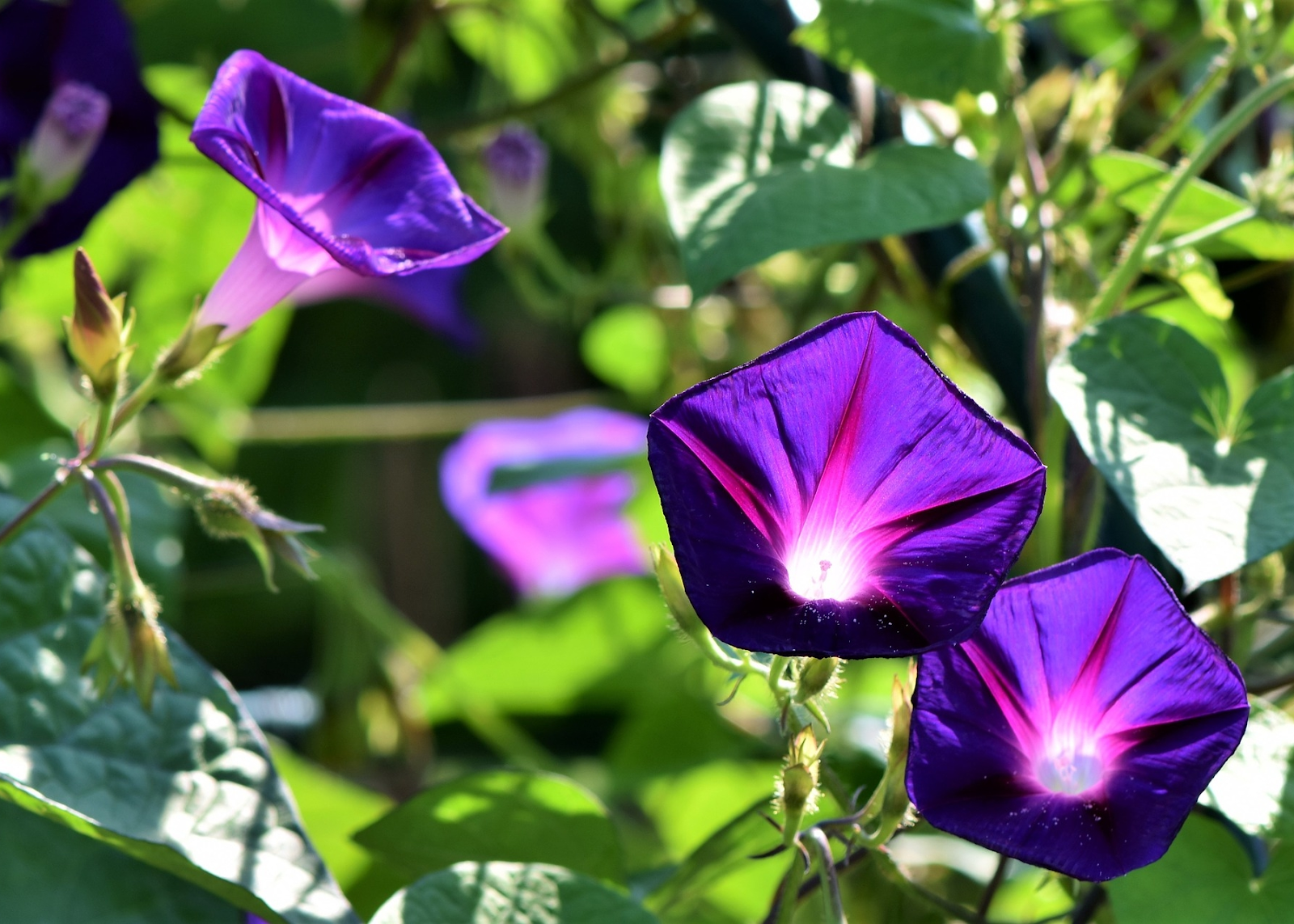 Morning Glories: