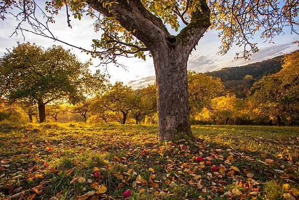 18 Fields That Glow at Golden Hour, golden fields, sunset glow, nature, forest, landscape, radiant earth, evening shine