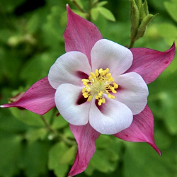 Columbine Flower