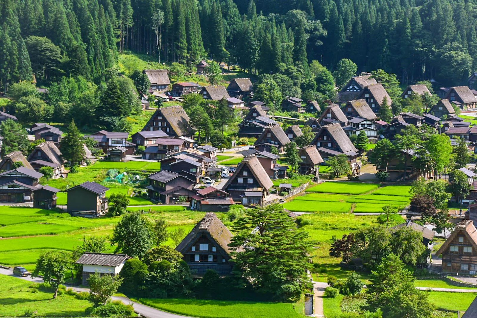 Top 5 Must-Visit Destinations in Japan This January 2025