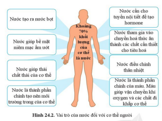 BÀI 24. VAI TRÒ CỦA NƯỚC VÀ CÁC CHẤT DINH DƯỠNG ĐỐI VỚI CƠ THỂ SINH VẬT MỞ ĐẦUCâu hỏi: Mọi cơ thể sống dù được cấu tạo từ một tế bò hay nhiều tế bào thì đều cần nước. Nước cần thiết để vận chuyển chất dinh dưỡng và oxygen đi khắp cơ thể và thải các chất thải ra ngoài. Điều gì sẽ xảy ra nếu cơ thể thiếu nước?Đáp án chuẩn:Nếu thiếu nước, cơ thể sẽ mất đi một số chất cần thiết → ảnh hưởng hoạt động của các cơ quan trong cơ thể.I. NƯỚC ĐỐI VỚI CƠ THỂ SINH VẬTCâu 1: Dựa vào kiến thức đã học ở bài 4 phần II trang 29, cho biết thành phần hoá học và cấu trúc của phân tử nước.Đáp án chuẩn:2 hydrogen liên kết với 1 oxygen.Câu 2: Nêu tính chất của nước.Đáp án chuẩn:Là chất lỏng, không màu, không mùi, không vị, sôi ở 100oC, đông đặc ở 0oC.Câu 3: Dựa vào kiến thức đã học nêu vai trò của nước đối với cơ thể sinh vậtĐáp án chuẩn:Duy trì sự sống, nguyên liệu cho quá trình trao đổi chất và chuyển hoá năng lượng, dung môi vận chuyển chất dinh dưỡng và chất thải.Câu 4: Quan sát hình 24.2, nêu vai trò của nước đối với cơ thể ngườiĐáp án chuẩn:Tạo ra nước bọt, tham gia vào quá trình chuyển hoá thức ăn, giúp thải các chất thải, điều chỉnh thân nhiệt, tạo hormon, là thành phần chính của máu.II. VAI TRÒ CỦA CÁC CHẤT DINH DƯỠNG ĐỐI VỚI CƠ THỂ SINH VẬTCâu 5: Quan sát hình 24.3, nêu vai trò của các chất dinh dưỡng đối với cơ thể sinh vật. Lấy ví dụ?Đáp án chuẩn:Nguyên liệu xây dựng tế bào, tham gia hoạt động sống, vận chuyển các chất và bảo vệ cơ thể, cung cấp năng lượng, cấu tạo tế bào, điều hoà thân nhiệt.Vận dụng