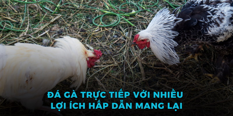 Đá gà trực tiếp với nhiều lợi ích hấp dẫn mang lại