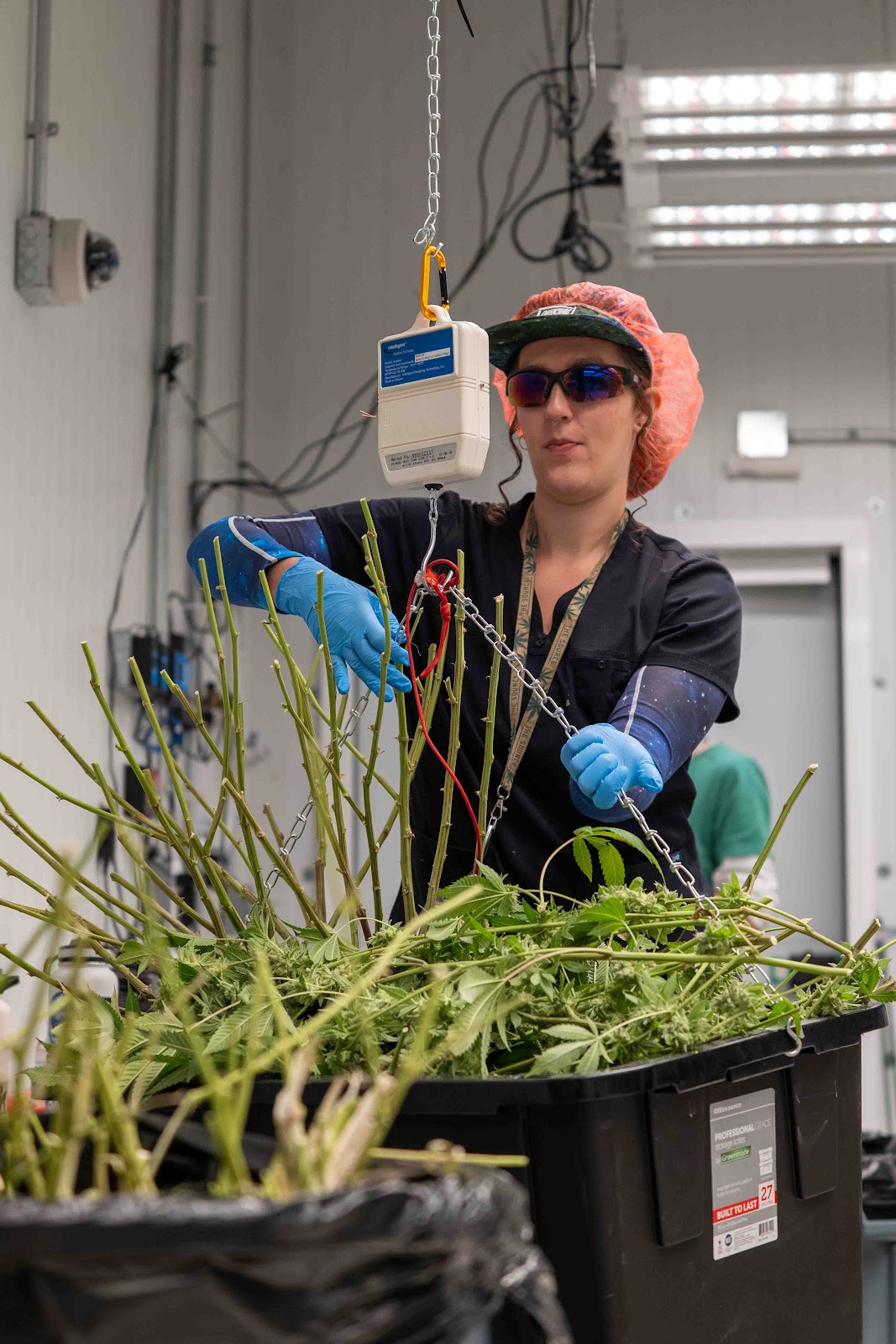 Portrait of a woman hanging a large plastic bin full of large marijuana stems and leaves on a scale that hangs from a chain. The woman is inside of an indoor, boutique cannabis grow room at The Source Cannabis Dispensary, Grow, and Lab in Rogers, Arkansas.