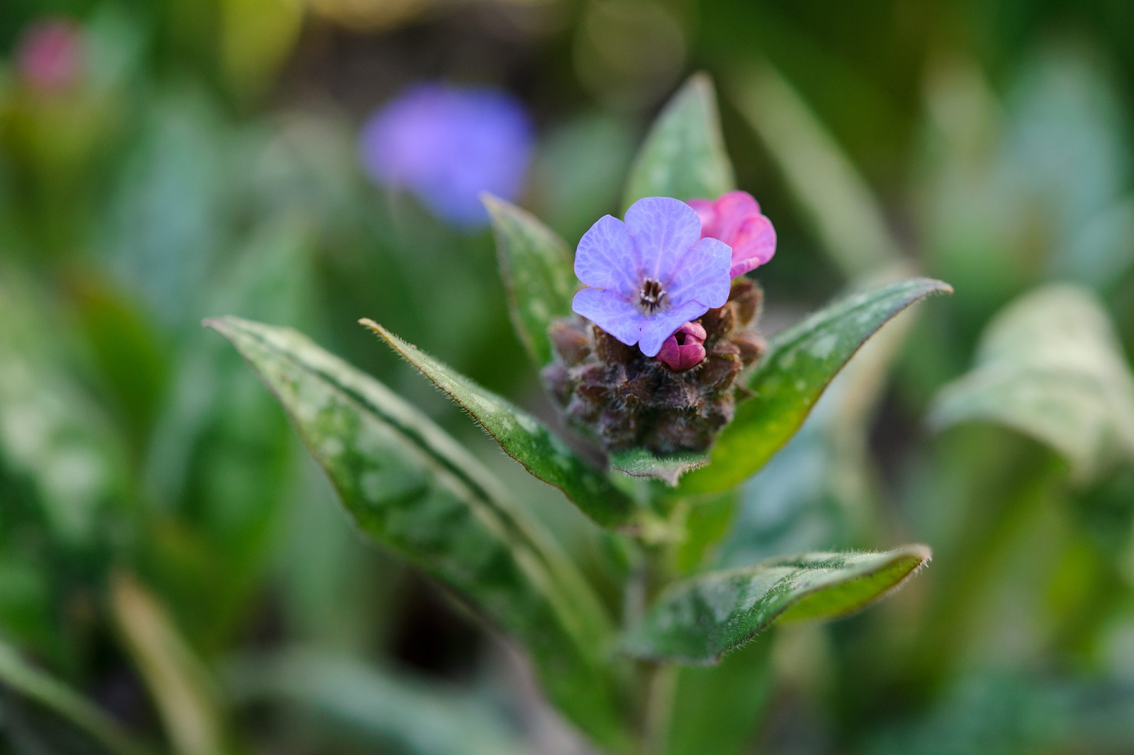 Ideal Growing Conditions to Grow Pulmonaria