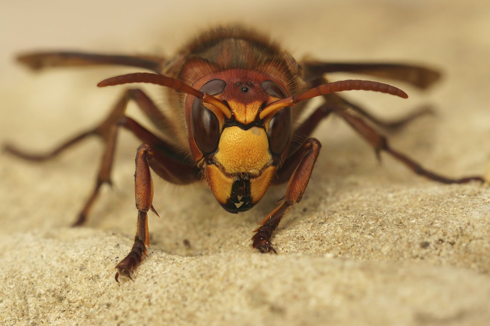 Frontal close-up of a European hornet on a sandy surface, showing its striking yellow and red body.