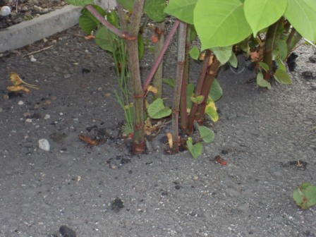 Japanese Knotweed Stems