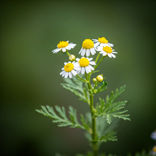 Understanding Feverfew