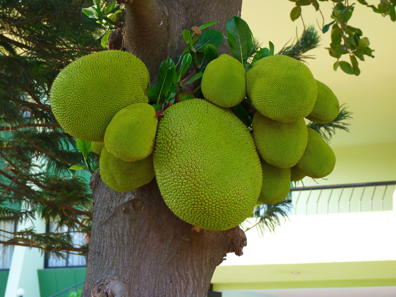 fruit en J : Jackfruit (Jacquier)