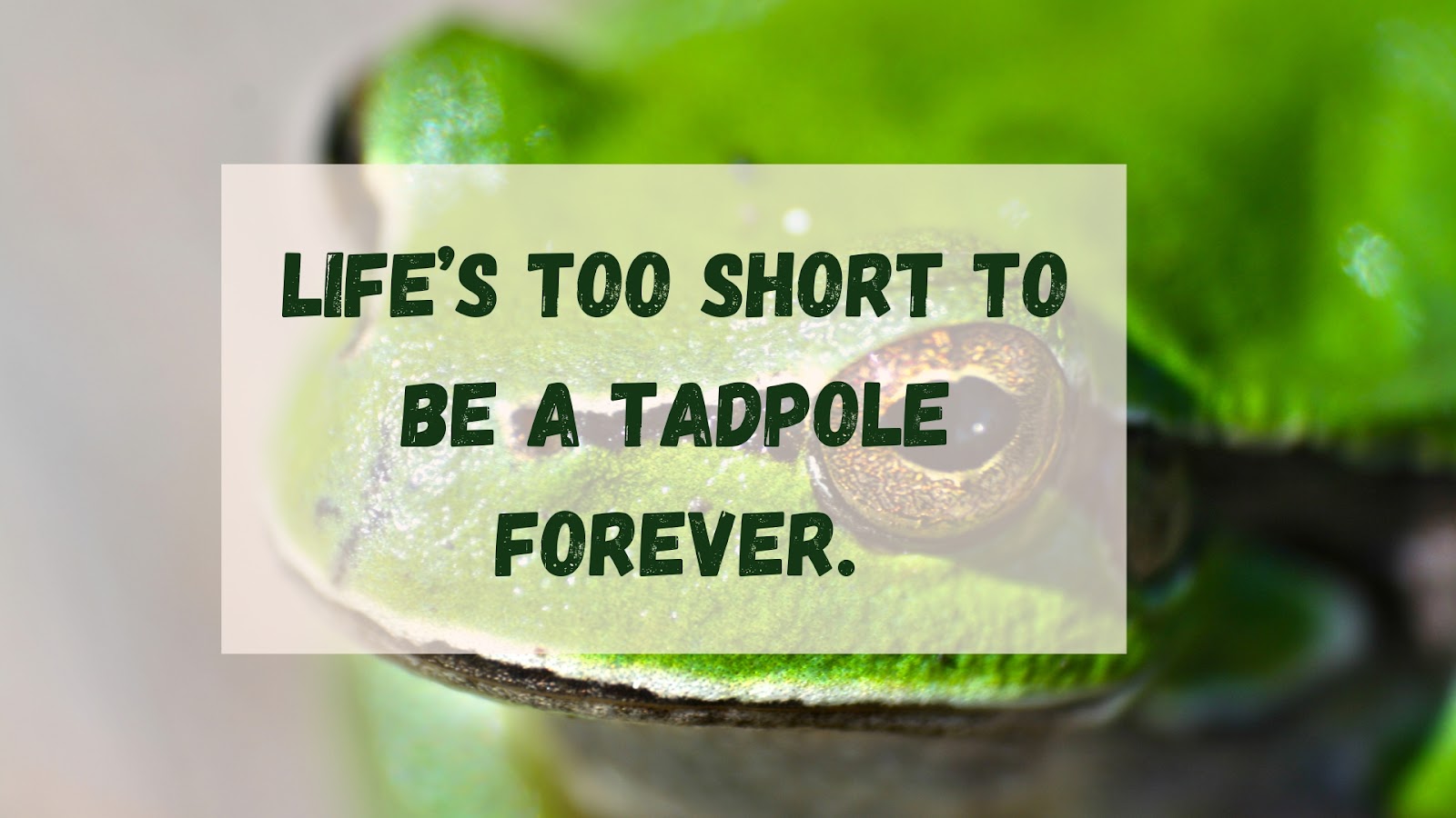 Life’s too short to be a tadpole forever.