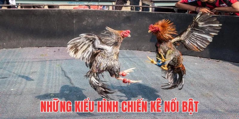 Chọi kê Thomo hấp dẫn vì luật lệ chặt chẽ, có tính công khai minh bạch