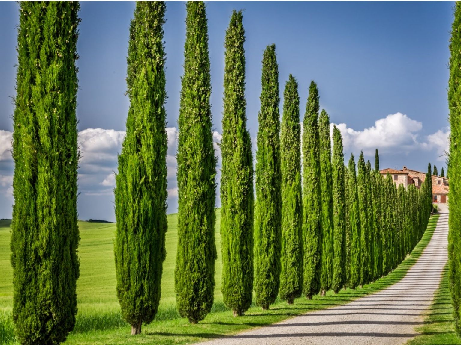 Italian Cypresses